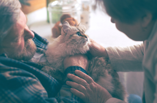 Terapia con Mascotas para Personas Mayores: Una Armoniosa Combinación de Compañerismo y Bienestar