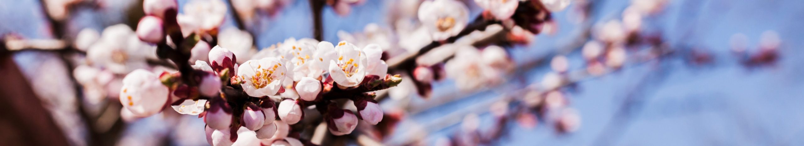 Brooklyn in Bloom: Outdoor Activities and Safe Spring Outings for Seniors