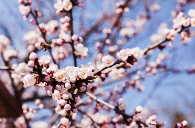 Brooklyn in Bloom: Outdoor Activities and Safe Spring Outings for Seniors
